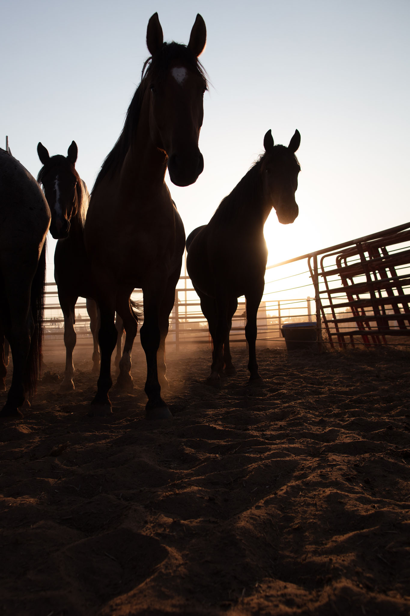 Horses silhouetted against the evening light