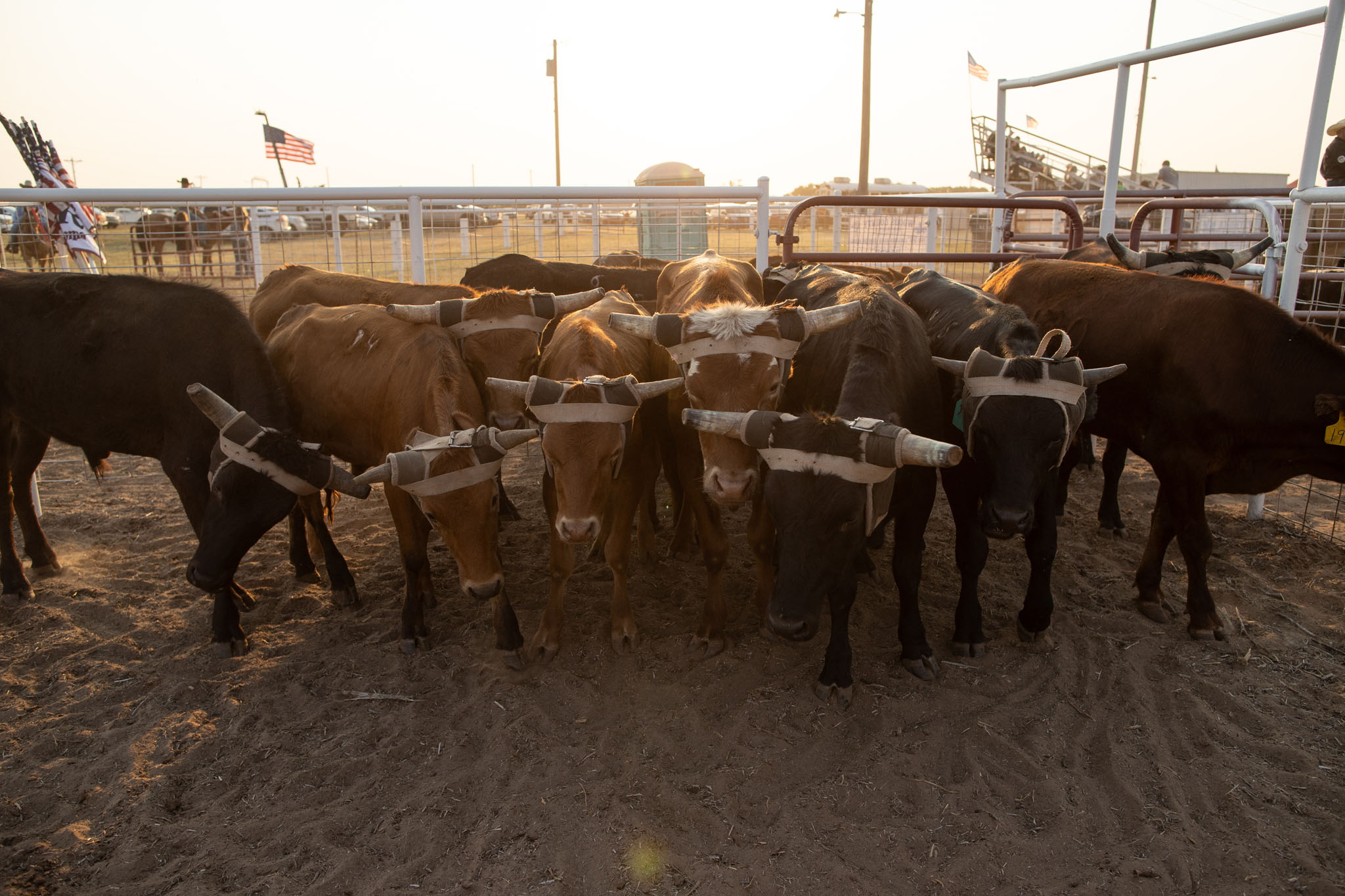 Cattle crowded in the holding pens