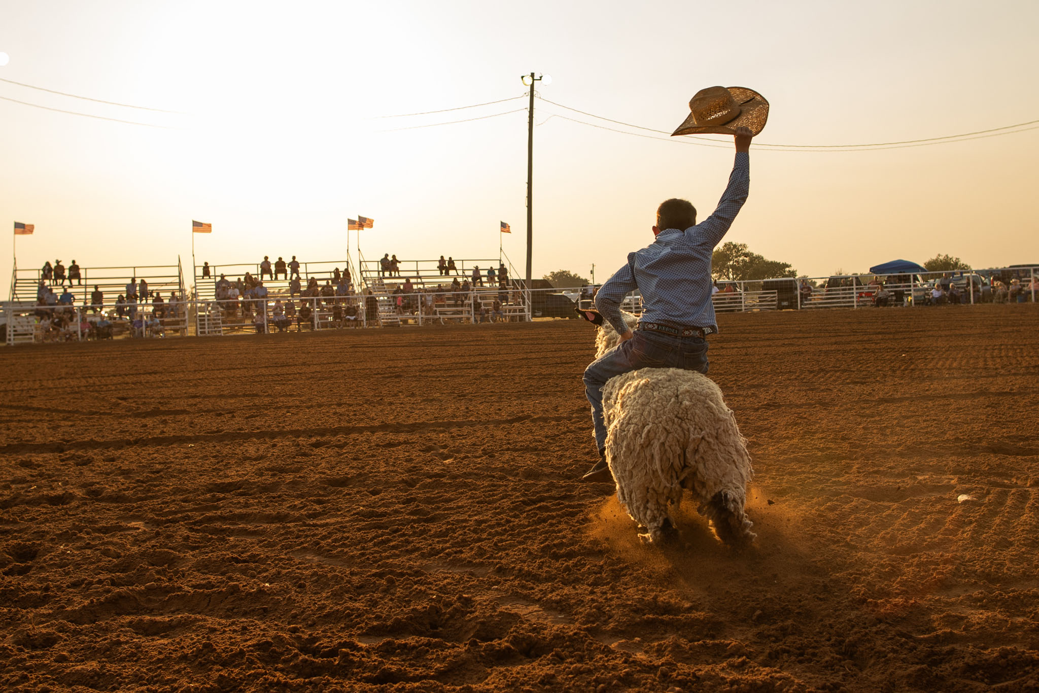 Child riding a sheep in mutton busting, backlit by the sun