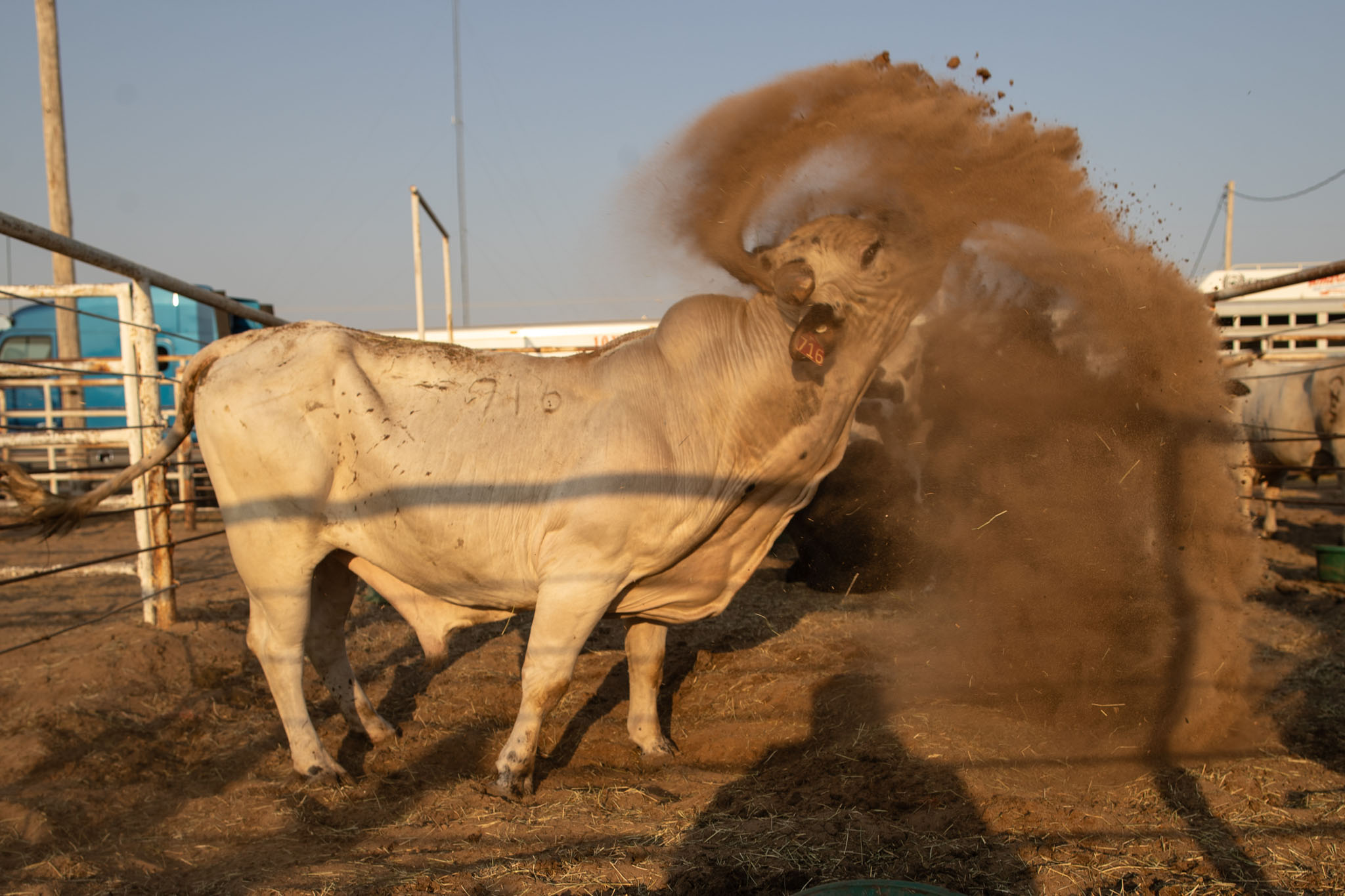 Bull kicking up a cloud of dirt in the pens
