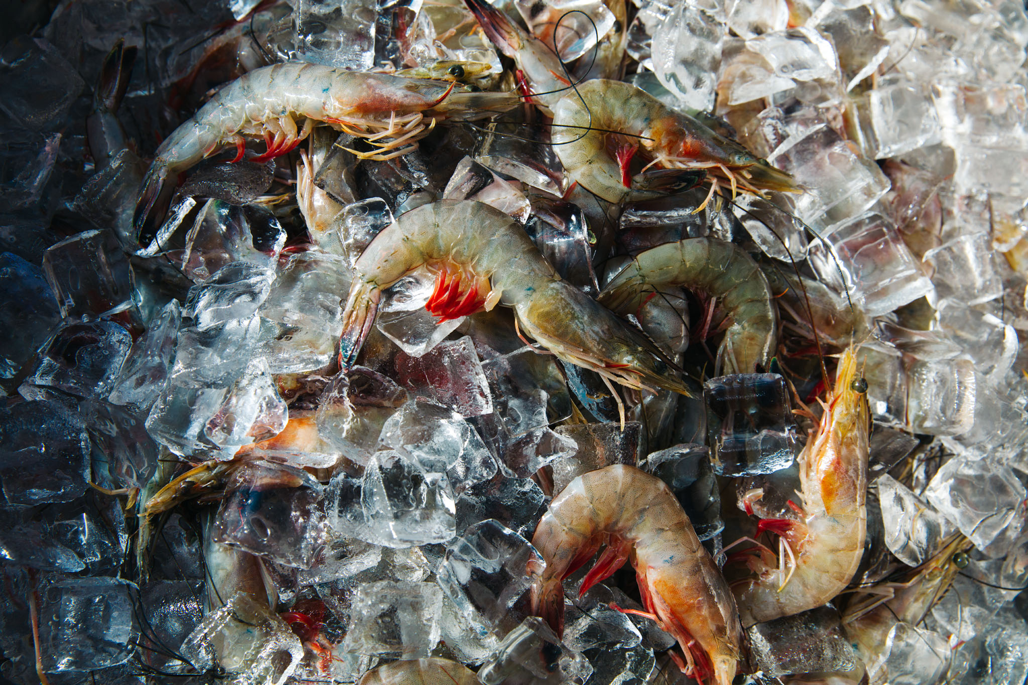 Whole raw shrimp with heads on, resting on crushed ice