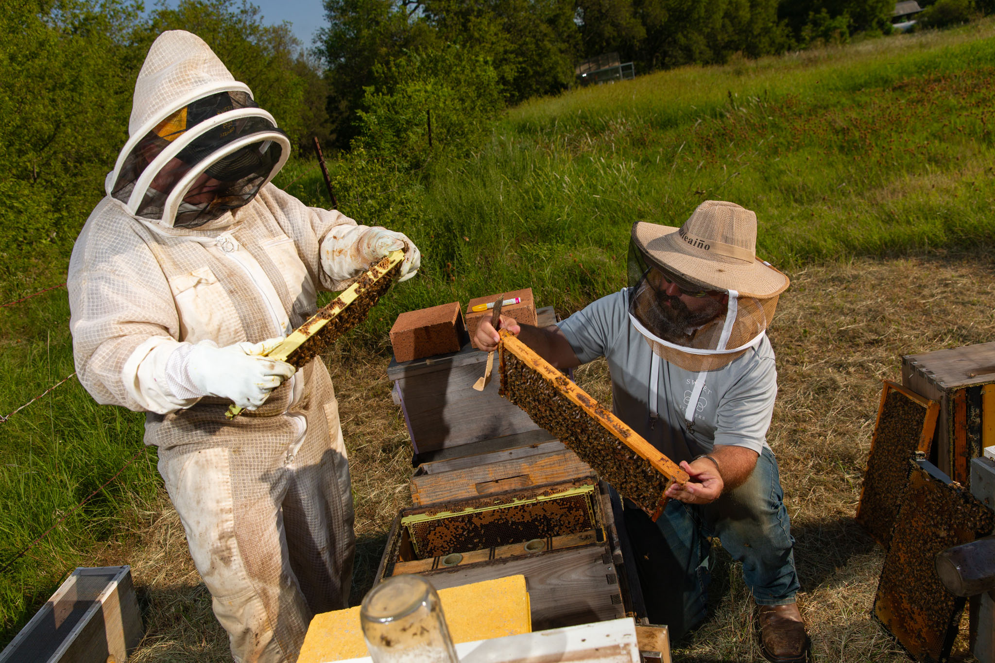 Two beekeepers in protective gear inspecting a honeycomb frame beside their hives