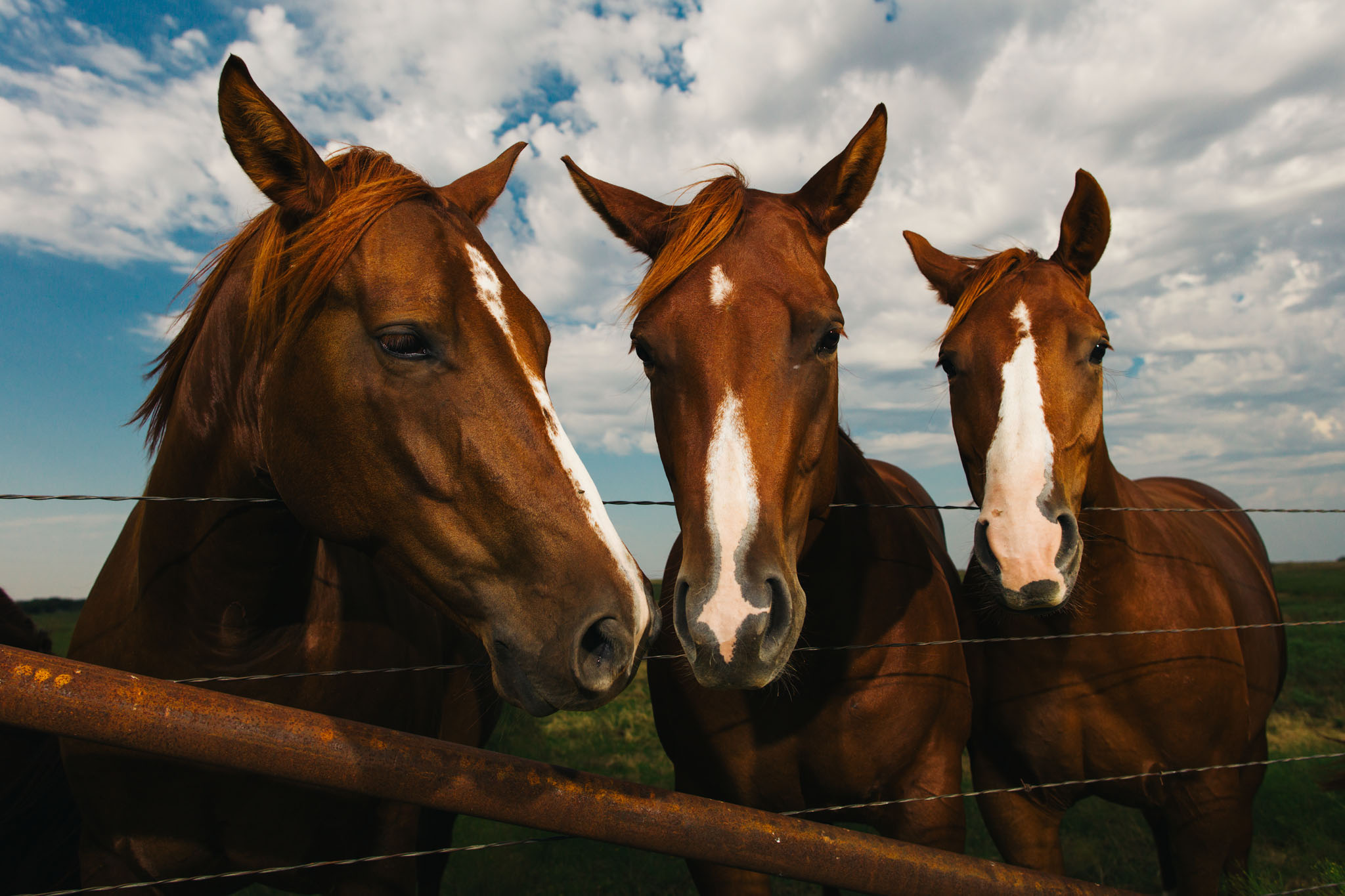 Three sorrel horses with white blazes looking over a fence