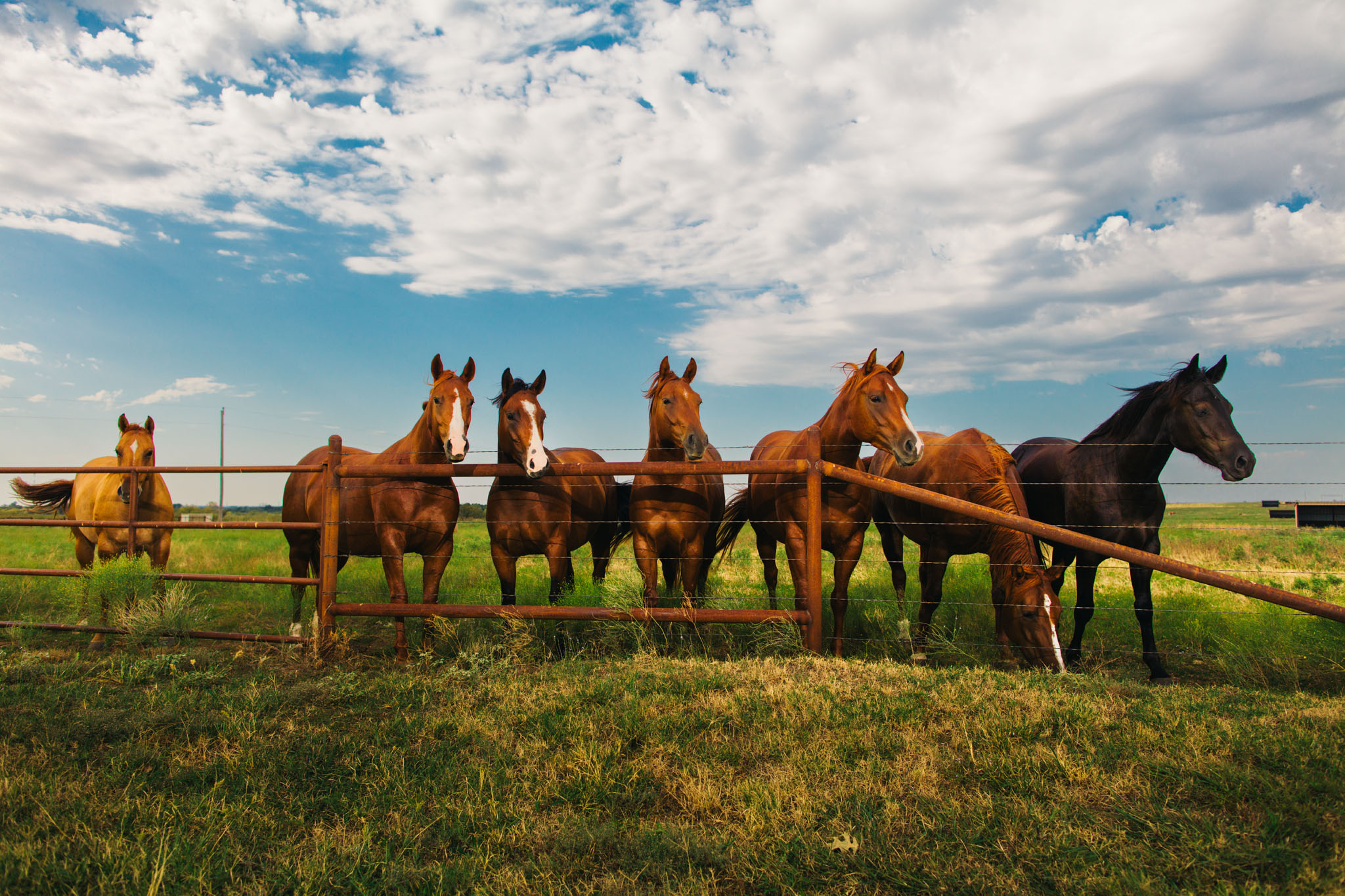 Herd of horses lined up along a pipe fence in a green pasture