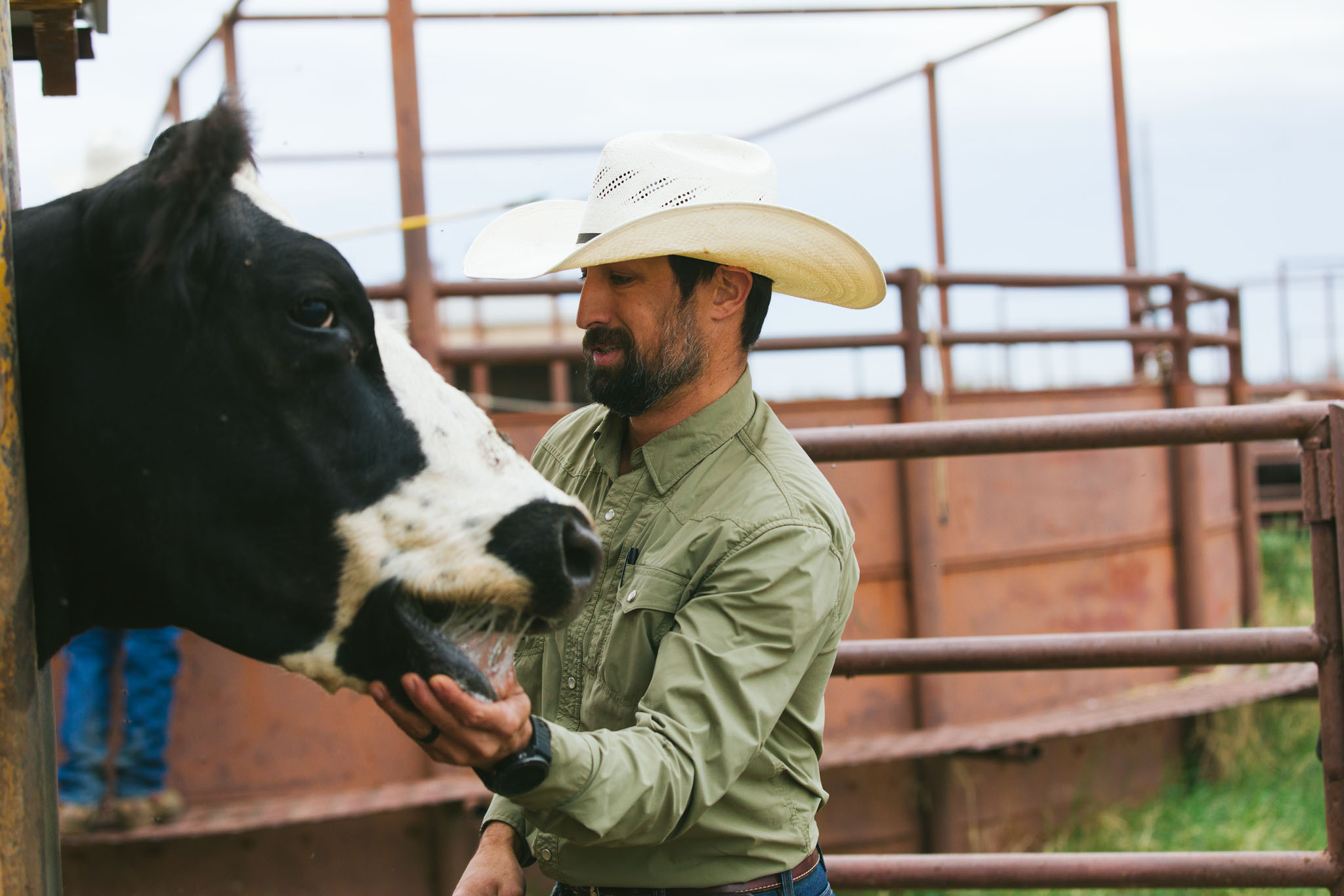 Cowboy in a green shirt steadying a black-and-white cow’s head in the pens