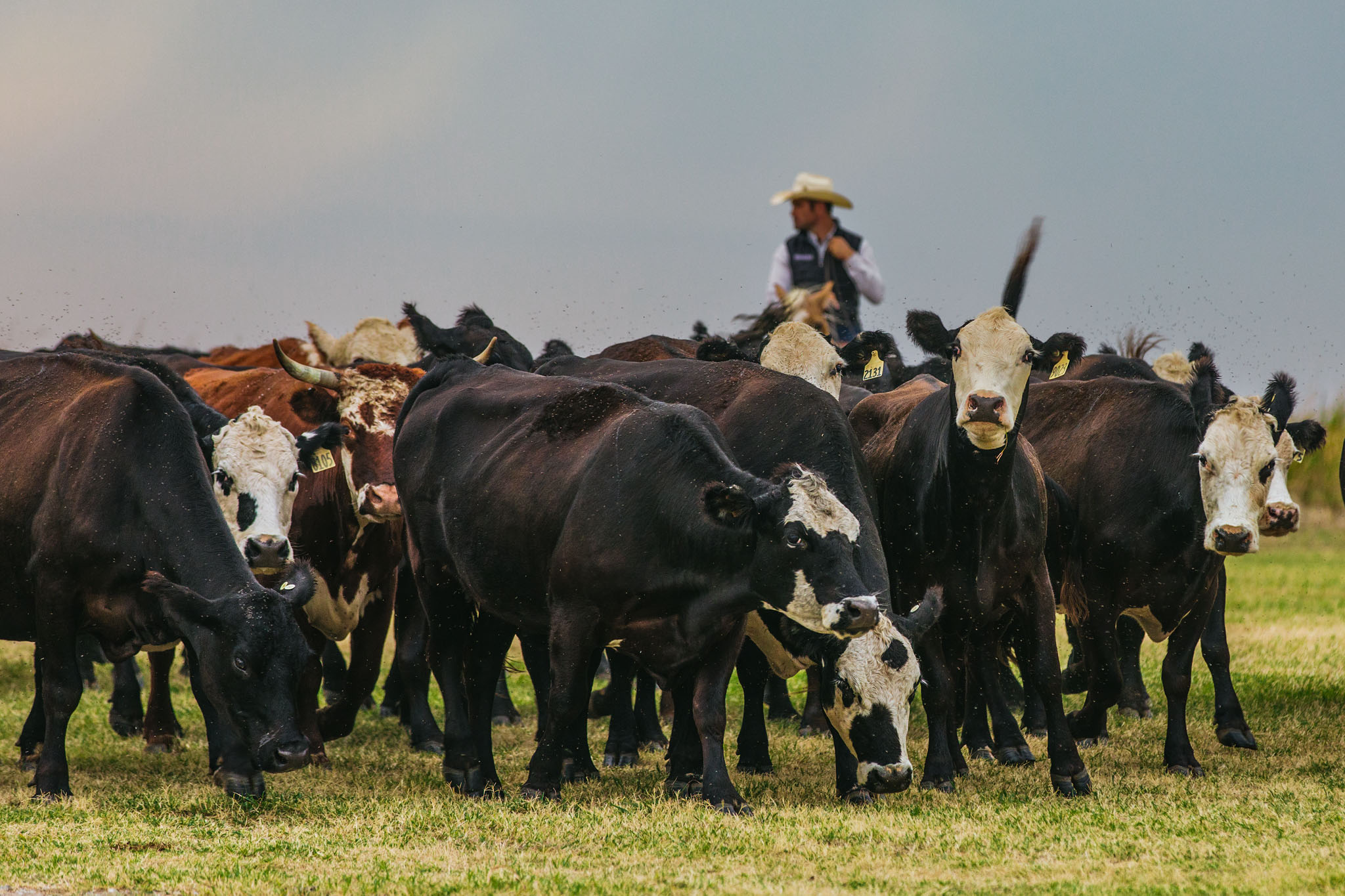 Rider moving a herd of black and black-baldy cattle across a pasture