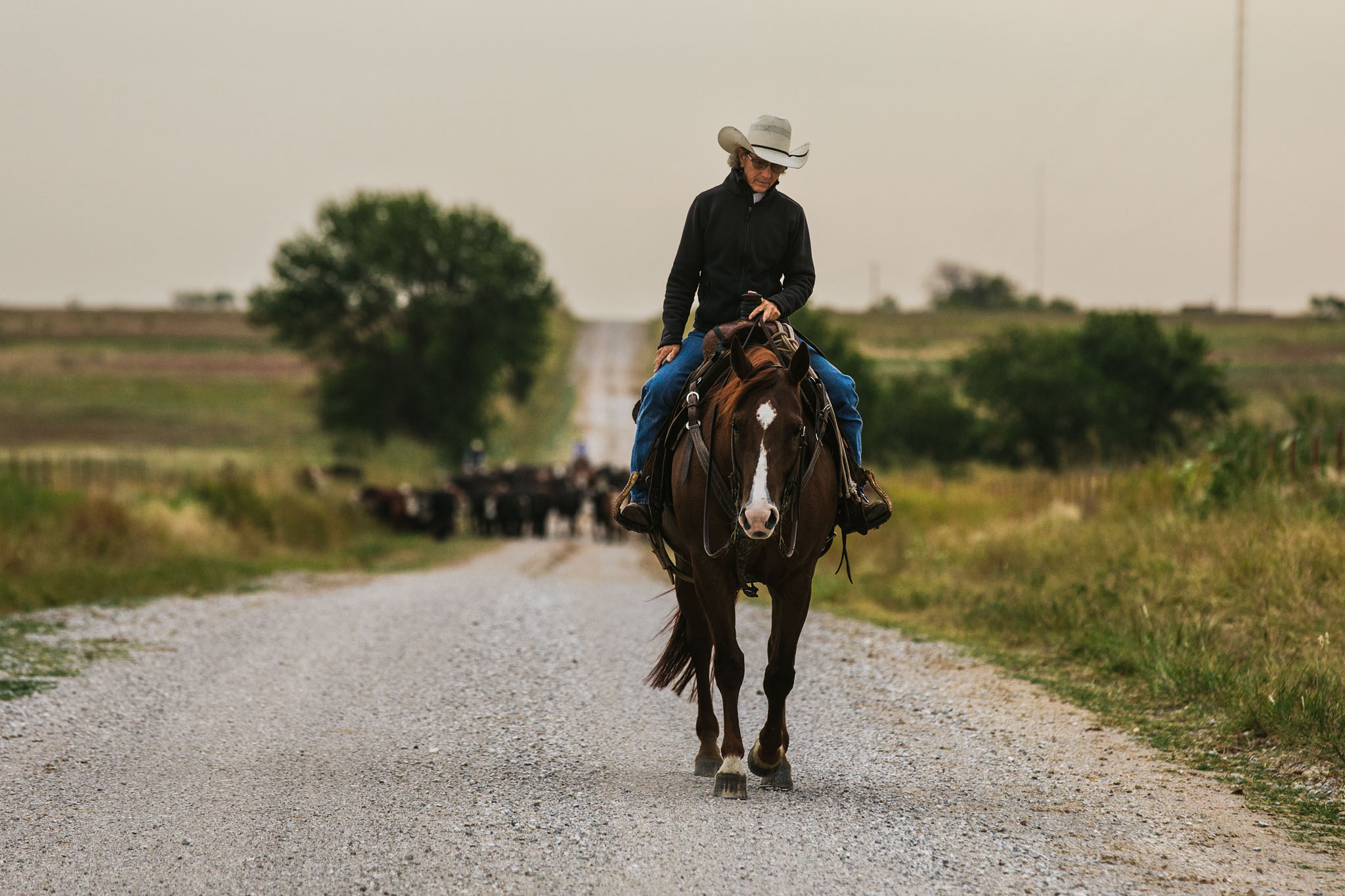 Rider on a bay horse coming down a gravel ranch road with cattle behind