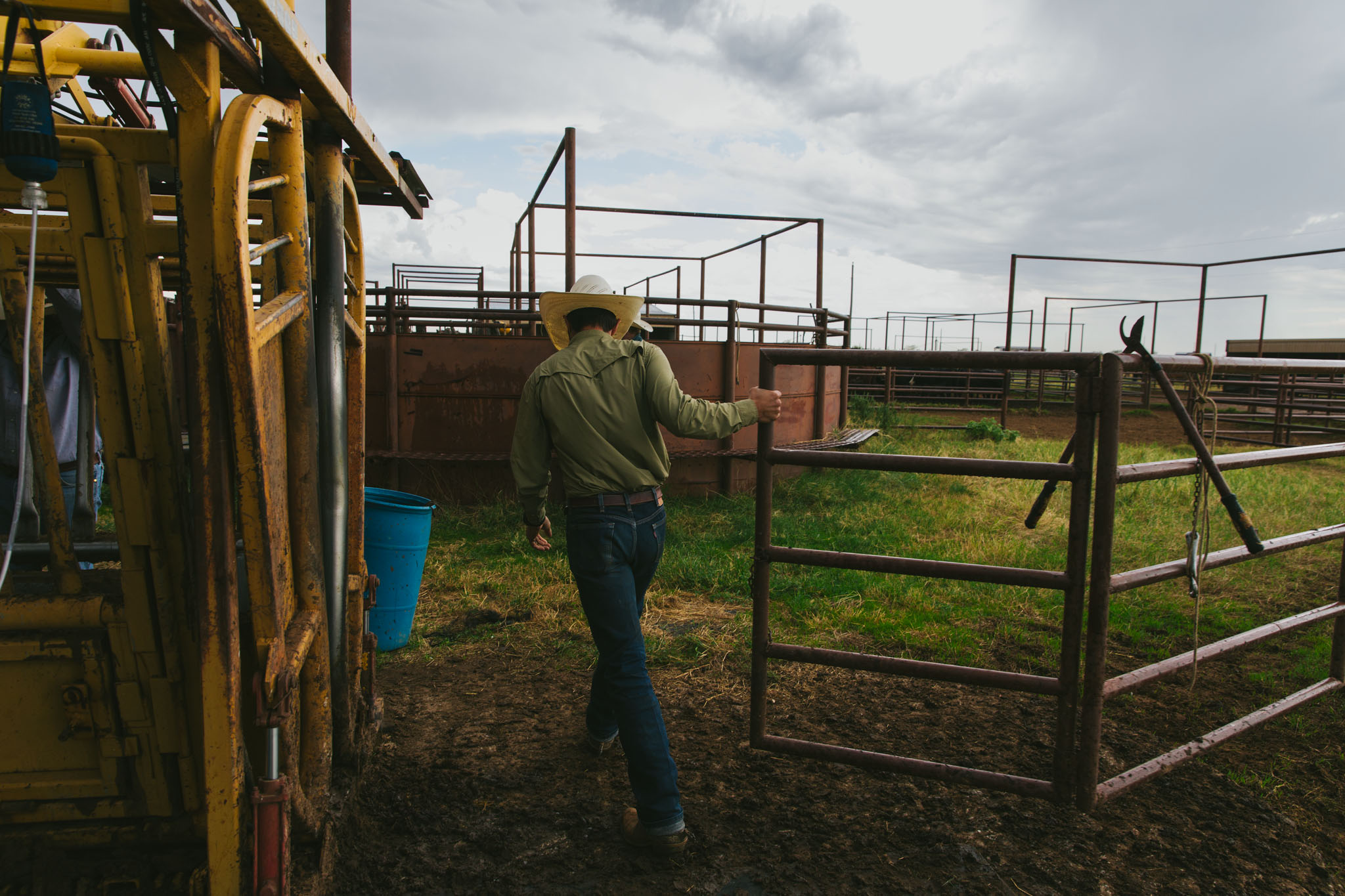 Cowboy walking through the pens beside the squeeze chute