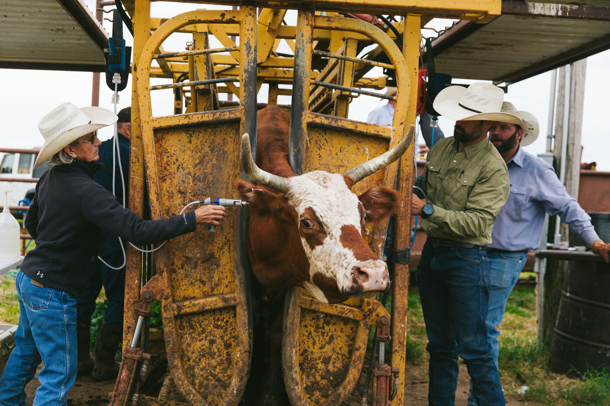 Ranch crew working a Hereford calf in the squeeze chute